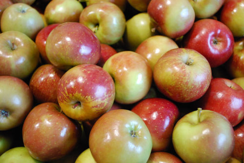 top 5 fall super foods - apples 